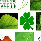 Энергия из модифицированных листьев